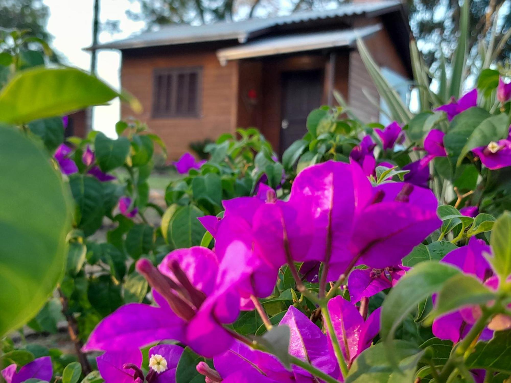 Cabanas Dos Pinheiros São Francisco de Paula Rom bilde