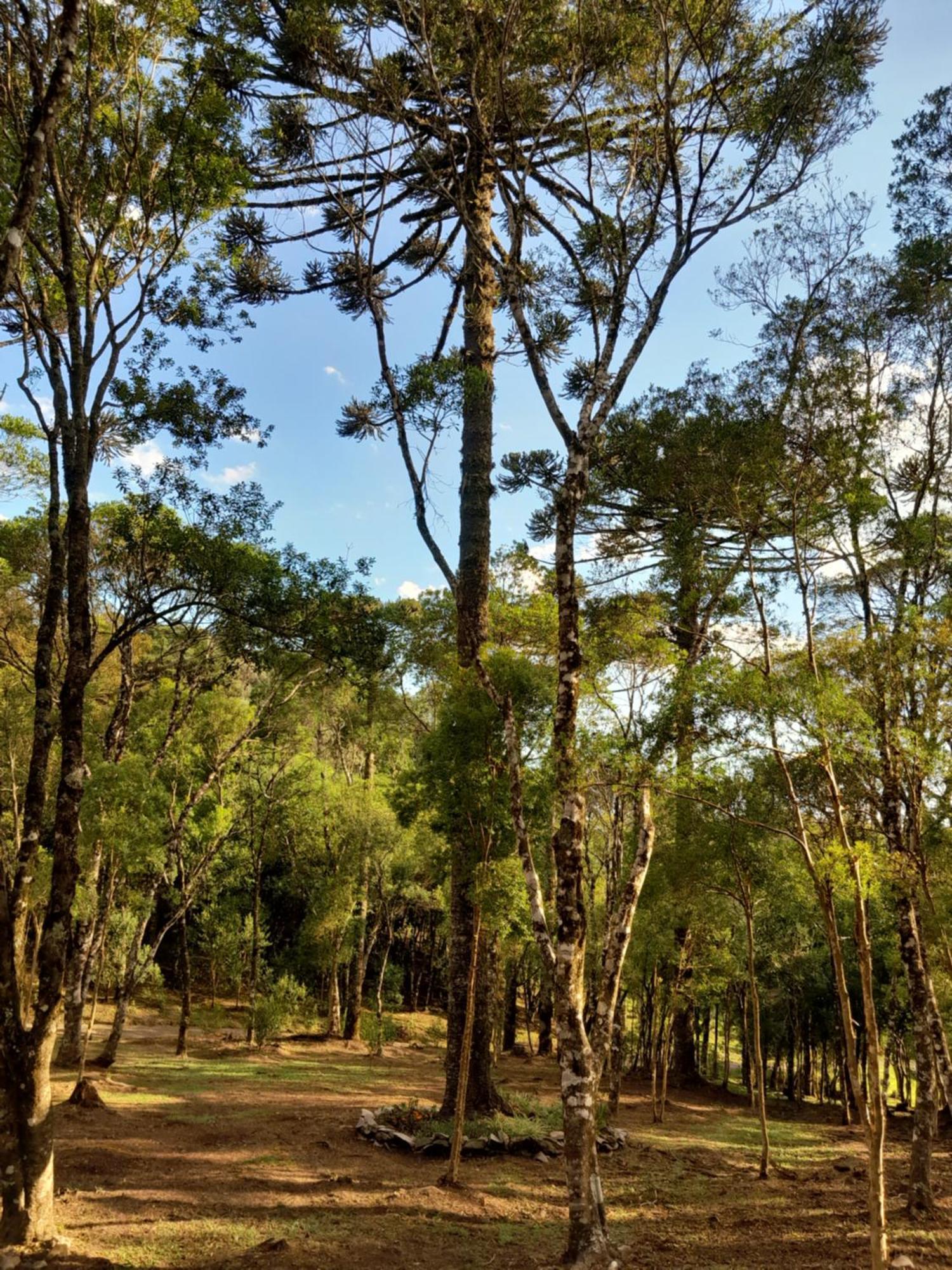 Cabanas Dos Pinheiros São Francisco de Paula Rom bilde