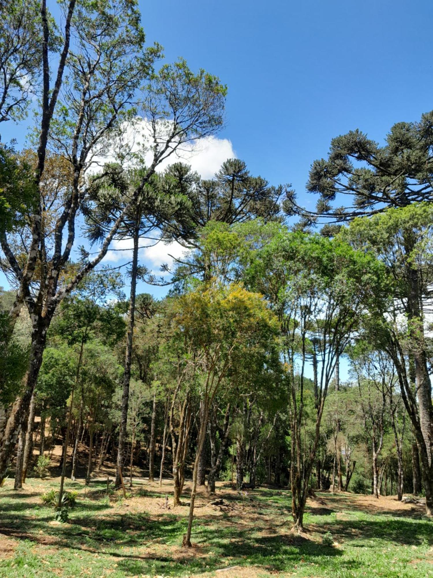Cabanas Dos Pinheiros São Francisco de Paula Rom bilde